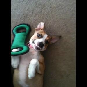 Meet your Posher, Rose